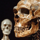 Illustration for article titled Ancient humans may not have interbred with Neanderthals, after all
